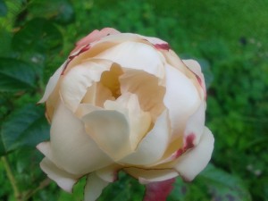 Cup rose